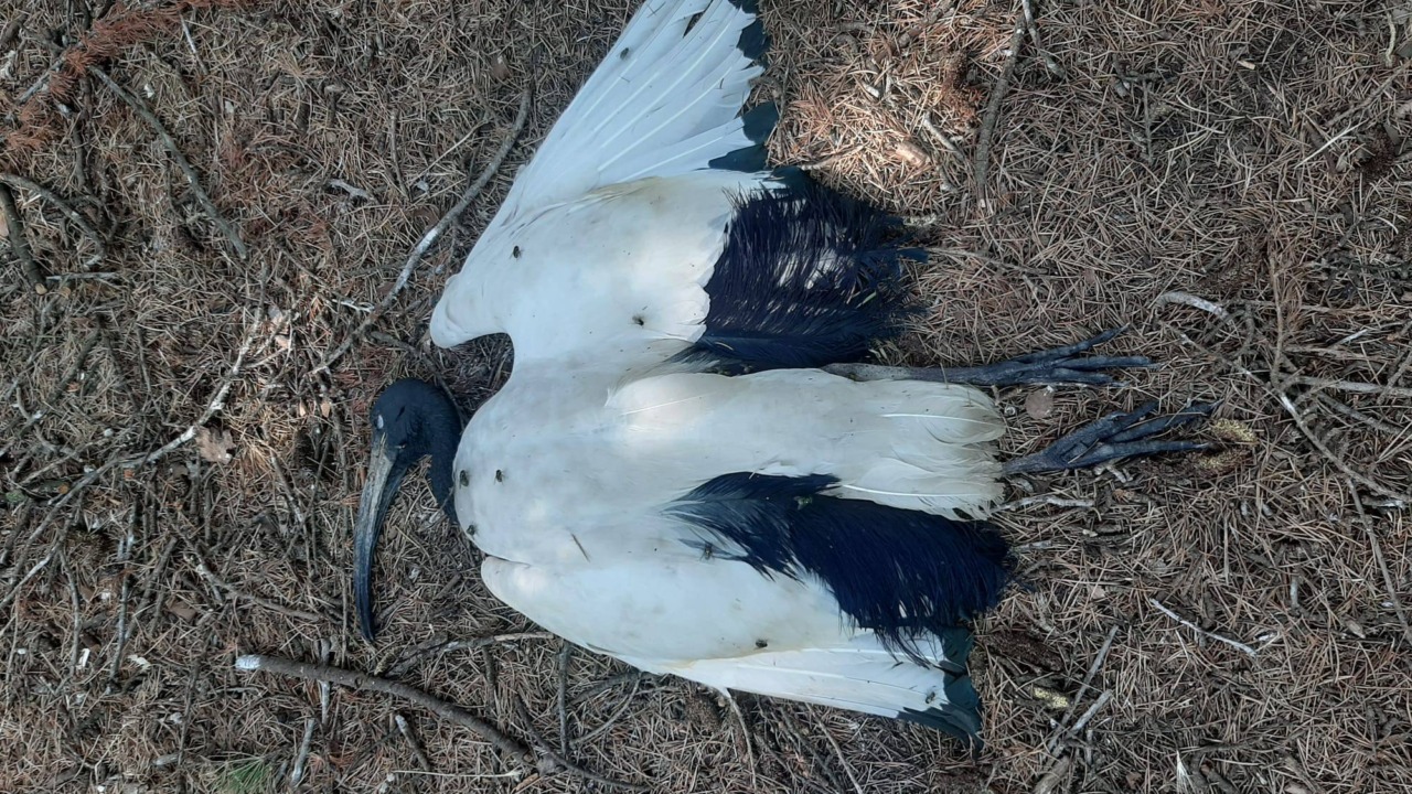 Ibis sacri, è scontro sugli abbattimenti nelle campagne: proteste di Lipu e Avs