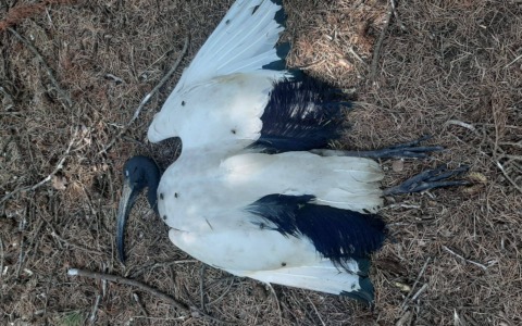 Ibis sacri, è scontro sugli abbattimenti nelle campagne: proteste di Lipu e Avs