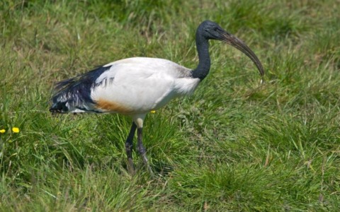 Ibis sacro nel Novarese: confronto in Consiglio sui piani di contenimento
