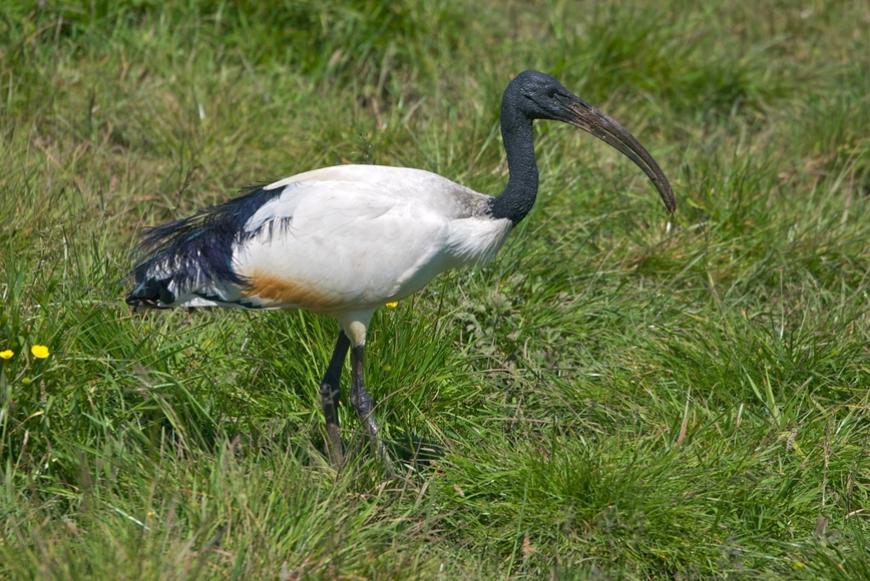Ibis sacro nel Novarese: confronto in Consiglio sui piani di contenimento
