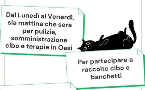 L’Oasi Felina di Trecate cerca volontari