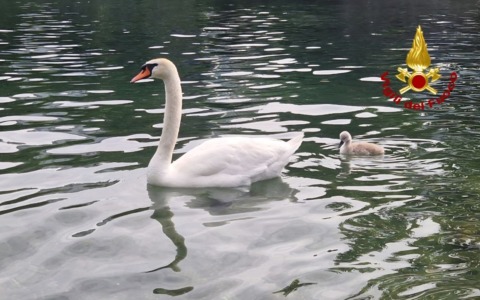 Cucciolo di cigno intrappolato: i Vigili del fuoco lo salvano e lo restituiscono alla mamma – VIDEO