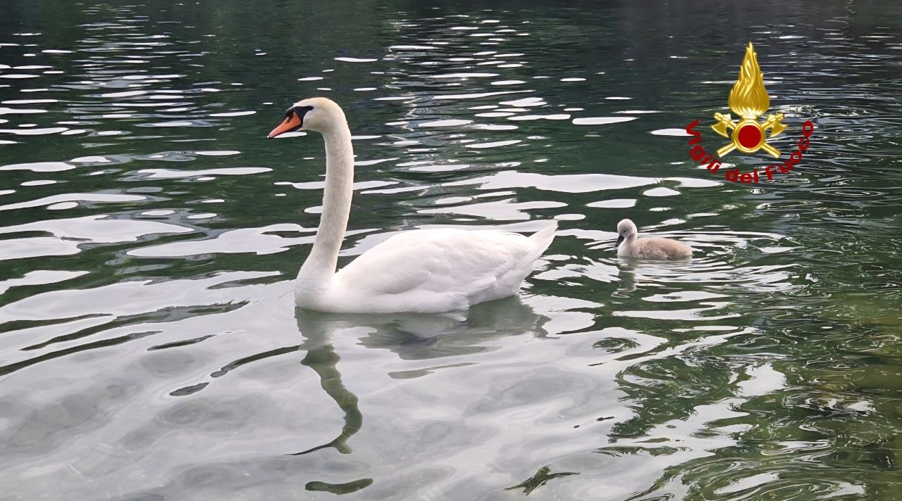 Cucciolo di cigno intrappolato: i Vigili del fuoco lo salvano e lo restituiscono alla mamma – VIDEO