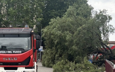 Novara, albero cade sul Baluardo Lamarmora