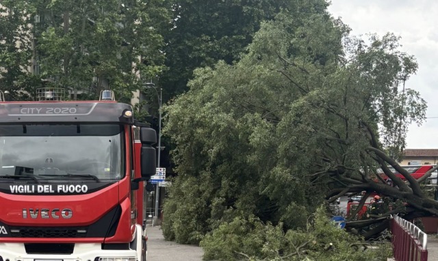 Novara, albero cade sul Baluardo Lamarmora
