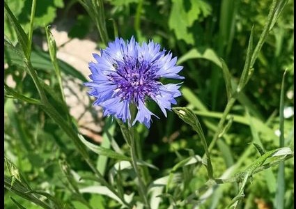 Varallo Pombia realizza un’area a Villa Soranzo dedicata agli insetti impollinatori