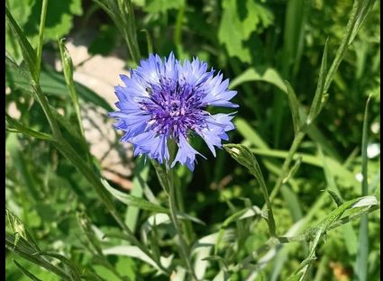 Varallo Pombia realizza un’area a Villa Soranzo dedicata agli insetti impollinatori