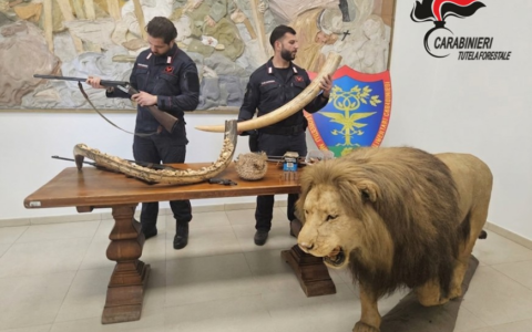 Operazione antibracconaggio nel Novarese: un leone tra gli animali impagliati