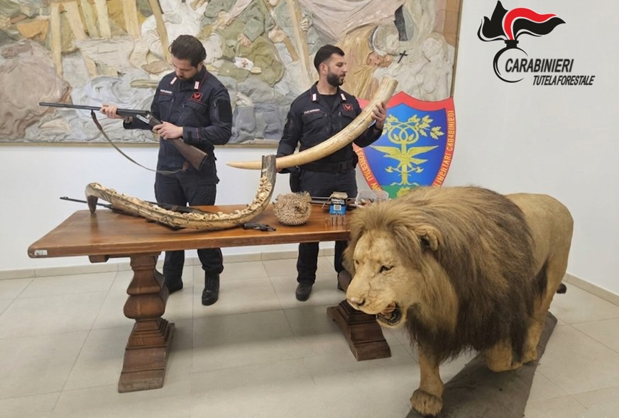 Operazione antibracconaggio nel Novarese: un leone tra gli animali impagliati