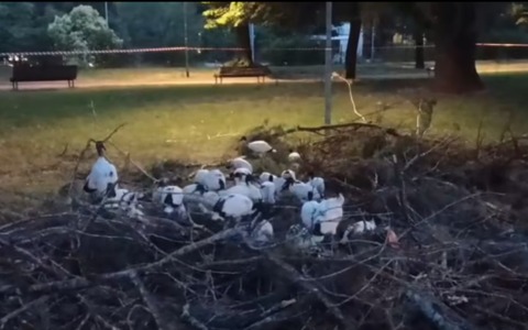 Ibis sacri a Novara, nuove proteste dopo l’intervento alla colonia