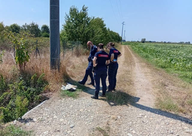 Cerano, trovata morta una cicogna bianca vicino a un traliccio: accertamenti sulle cause del decesso