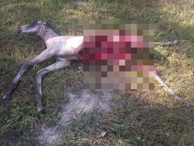 Lupo uccide un puledro a Macugnaga, Coldiretti: “Serve una risposta sul futuro della convivenza”