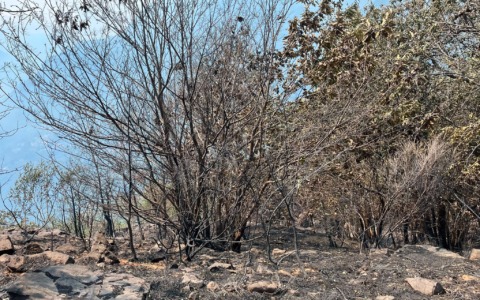 Incendi a Premosello Chiovenda: sul posto le squadre Aib del Novarese