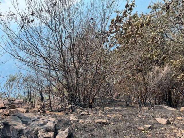 Incendi a Premosello Chiovenda: sul posto le squadre Aib del Novarese