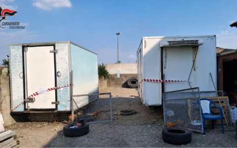 Ruba due celle frigorifere destinate alla gestione dei cinghiali: denunciato