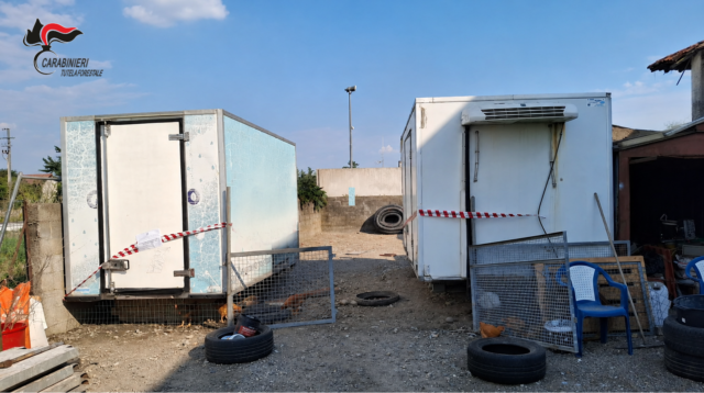 Ruba due celle frigorifere destinate alla gestione dei cinghiali: denunciato