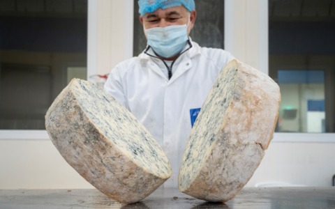 Gorgonzola Dop, produzione stabile nel 2026: export in crescita tra Francia, Giappone e Polonia