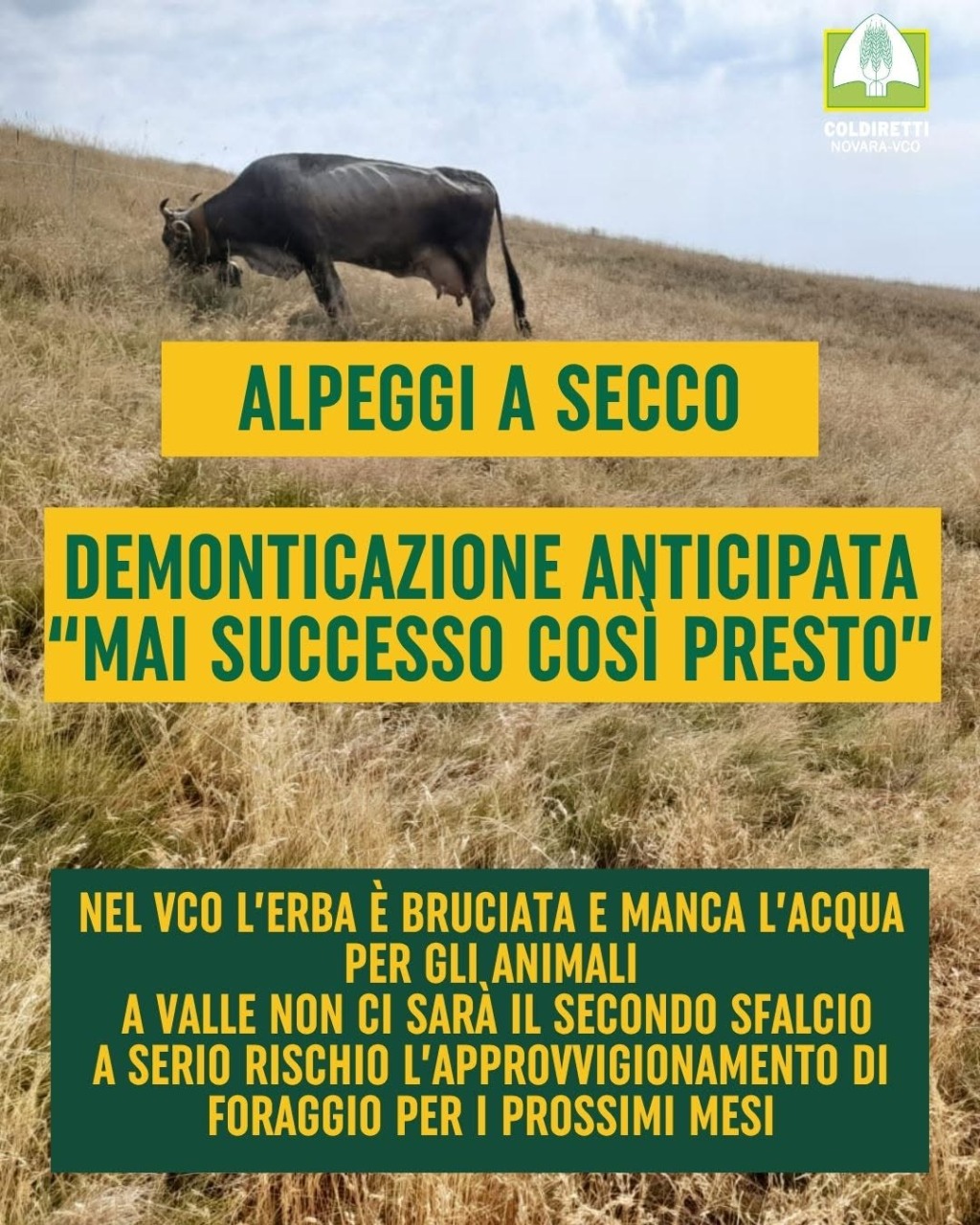 Siccità, alpeggi del Vco a secco: il bestiame potrebbe scendere a valle con un mese di anticipo