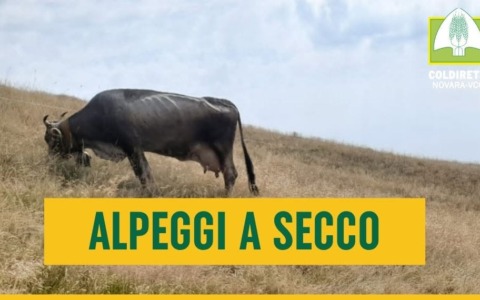 Siccità, alpeggi del Vco a secco: il bestiame potrebbe scendere a valle con un mese di anticipo