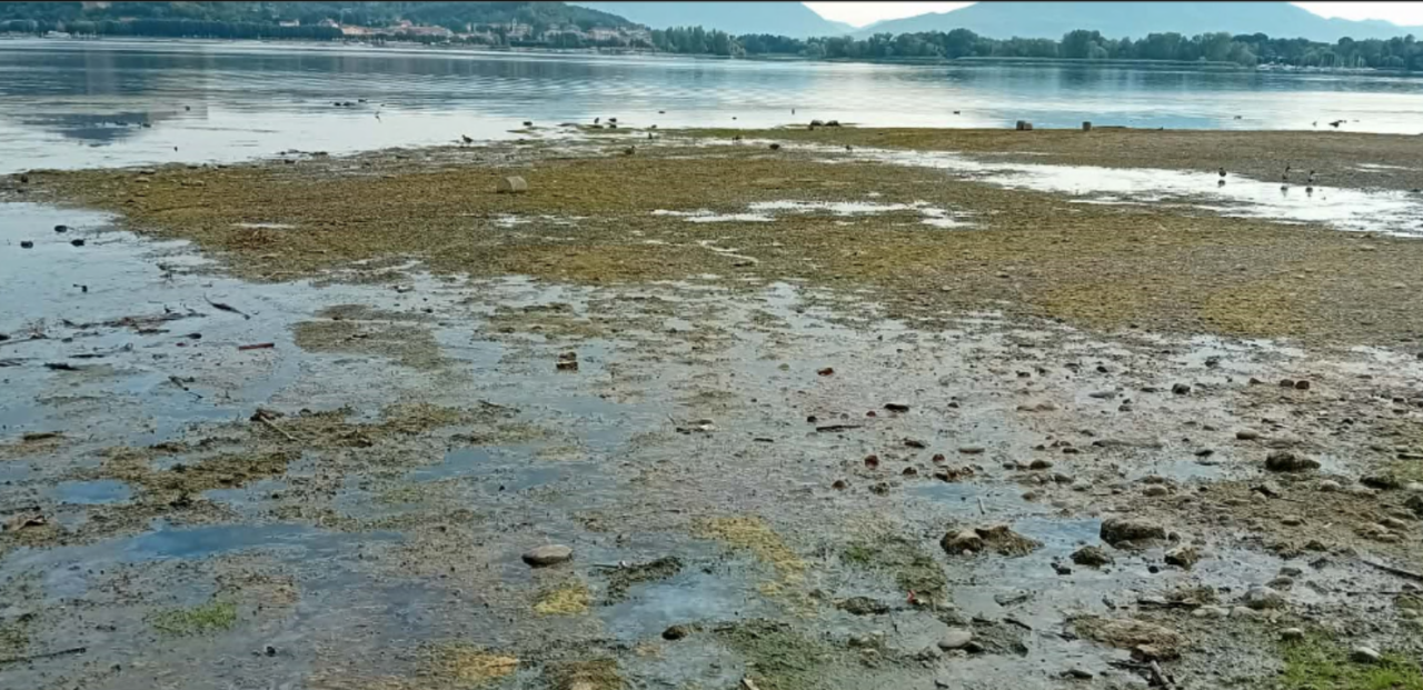 Lago Maggiore, acqua sempre più bassa e alghe sulle spiagge: «Mai visto così»