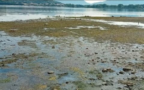 Lago Maggiore, acqua sempre più bassa e alghe sulle spiagge: «Mai visto così»