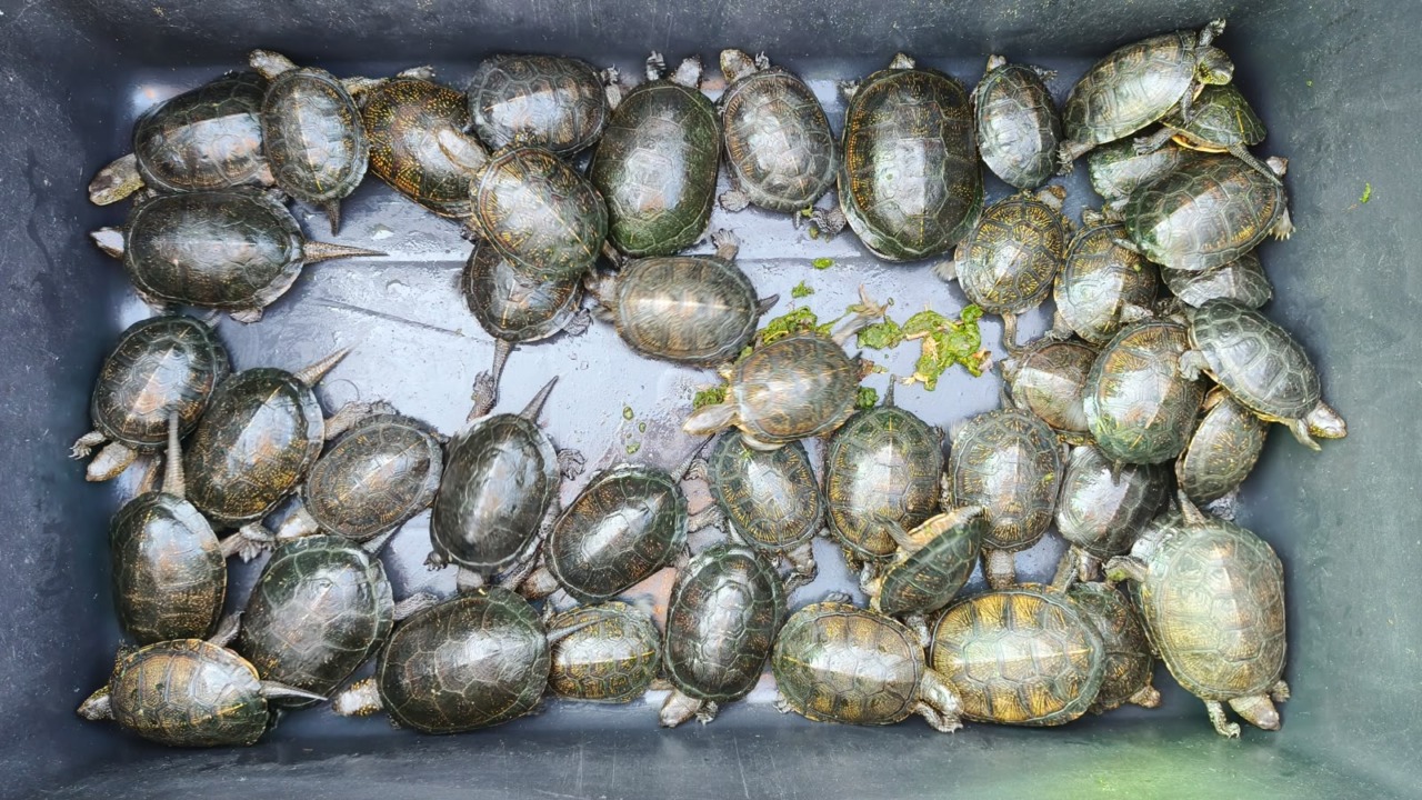 Cerano, tornano nello stagno 38 tartarughine palustri: nuovo passo per la biodiversità del Ticino