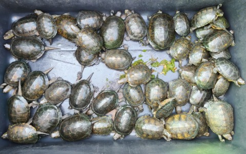 Cerano, tornano nello stagno 38 tartarughine palustri: nuovo passo per la biodiversità del Ticino