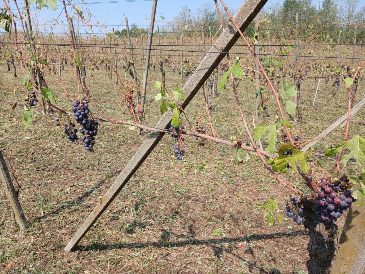 Vigneti dell’Alto Piemonte devastati dalla grandine: «Raccolto distrutto, si dichiari lo stato di calamità»
