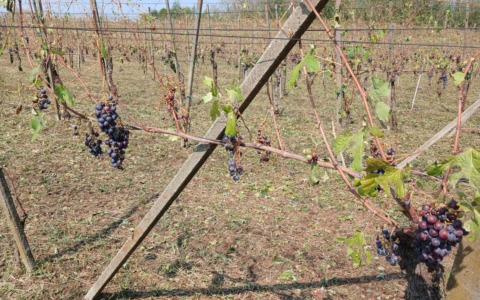 Vigneti dell’Alto Piemonte devastati dalla grandine: «Raccolto distrutto, si dichiari lo stato di calamità»