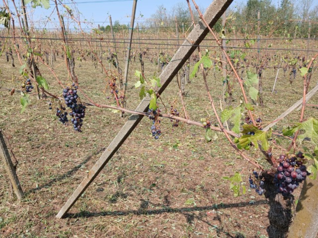 Vigneti dell’Alto Piemonte devastati dalla grandine: «Raccolto distrutto, si dichiari lo stato di calamità»