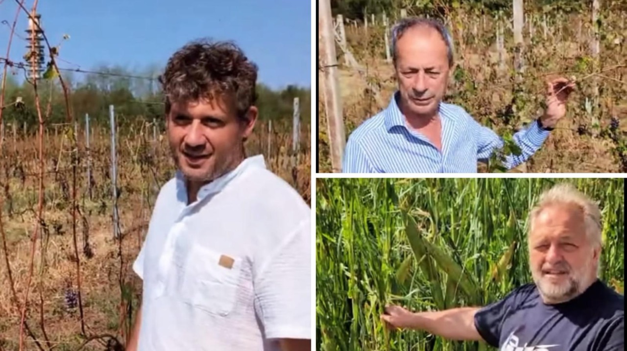 Vigneti devastati e mais inutilizzabile nelle stalle: gli agricoltori raccontano i danni della grandine