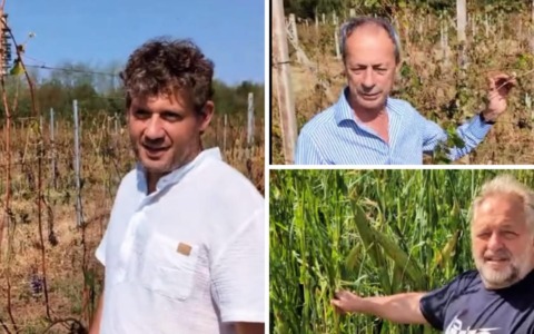 Vigneti devastati e mais inutilizzabile nelle stalle: gli agricoltori raccontano i danni della grandine