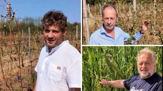 Vigneti devastati e mais inutilizzabile nelle stalle: gli agricoltori raccontano i danni della grandine