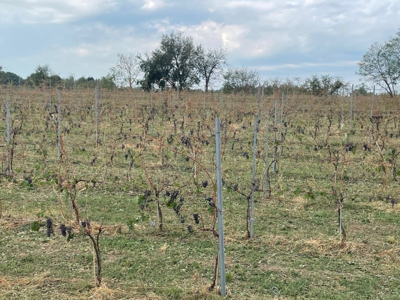 Grandinate nel Novarese, Nastri: «Danni gravi ad aziende agricole e fabbricati, già attivati per gli aiuti»