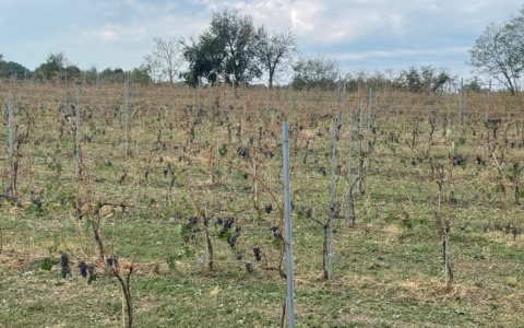 Grandinate nel Novarese, Nastri: «Danni gravi ad aziende agricole e fabbricati, già attivati per gli aiuti»