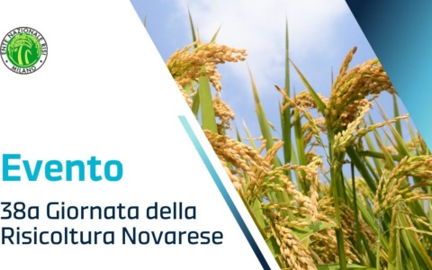 Risicoltura, domani la 38ª Giornata Novarese: visite nei campi e confronto sul futuro del settore