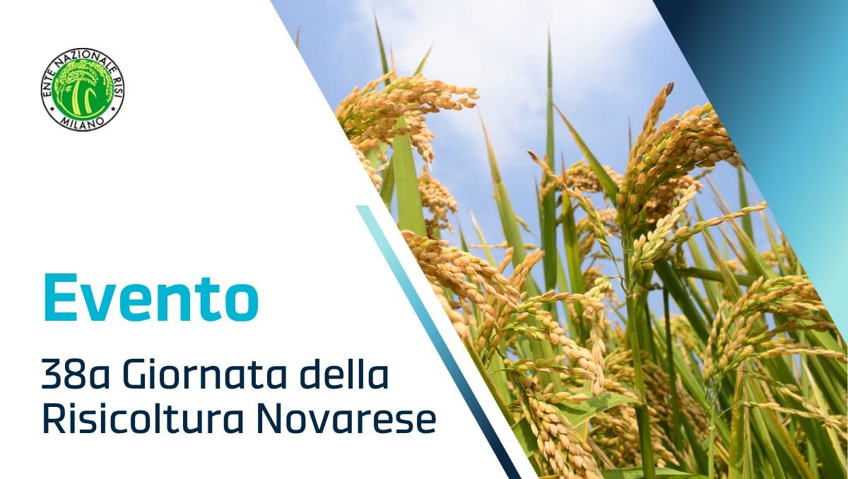Risicoltura, domani la 38ª Giornata Novarese: visite nei campi e confronto sul futuro del settore