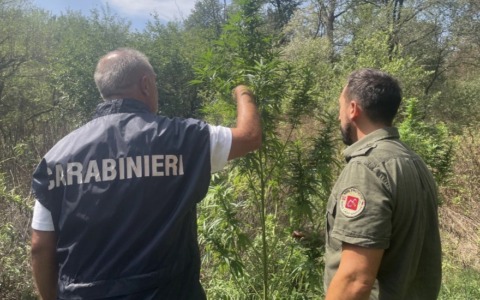 Piantagione di marijuana nascosta all’interno del Parco del Ticino: due arresti