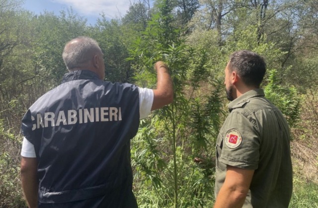 Piantagione di marijuana nascosta all’interno del Parco del Ticino: due arresti