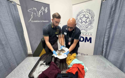 Sequestrata testa di coccodrillo all’aeroporto di Torino