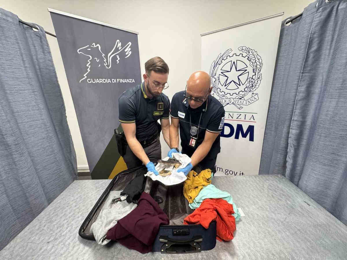 Sequestrata testa di coccodrillo all’aeroporto di Torino