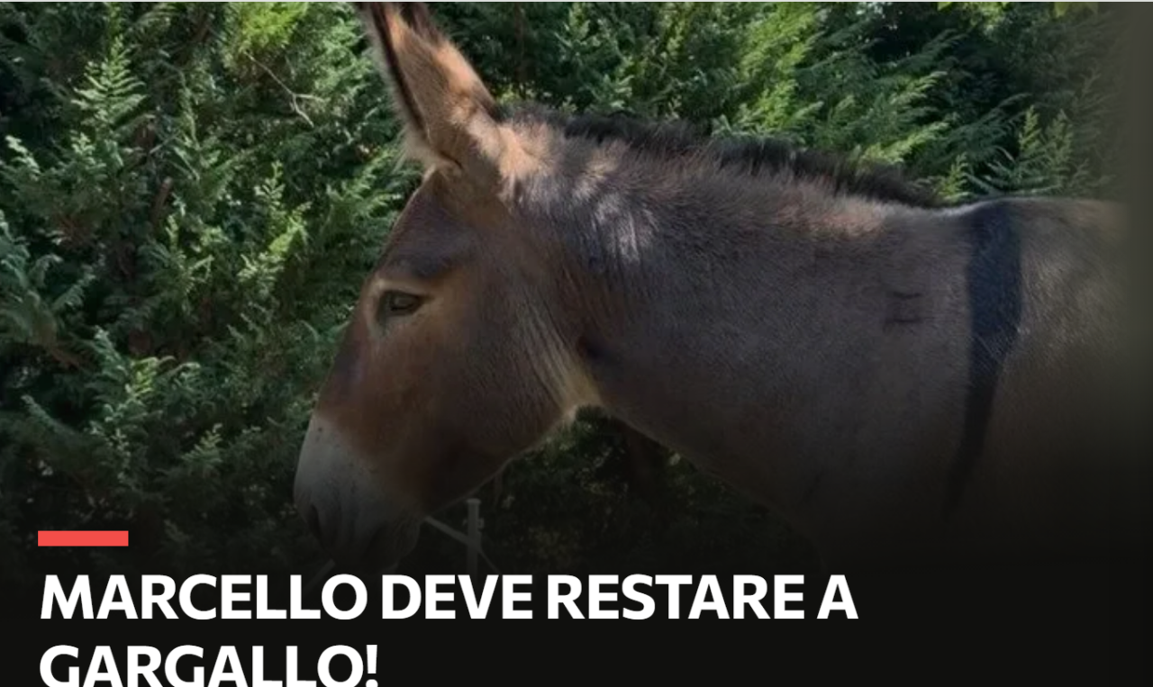 Gargallo, 5.600 firme per l’asinello Marcello: la sua storia approda anche in tv