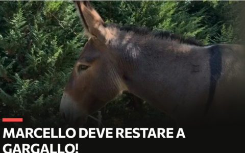 Gargallo, 5.600 firme per l’asinello Marcello: la sua storia approda anche in tv