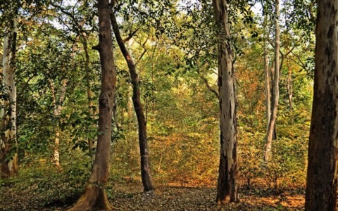 Più risorse per la filiera del legno: oltre 6,6 milioni da Regione Piemonte per gli investimenti forestali