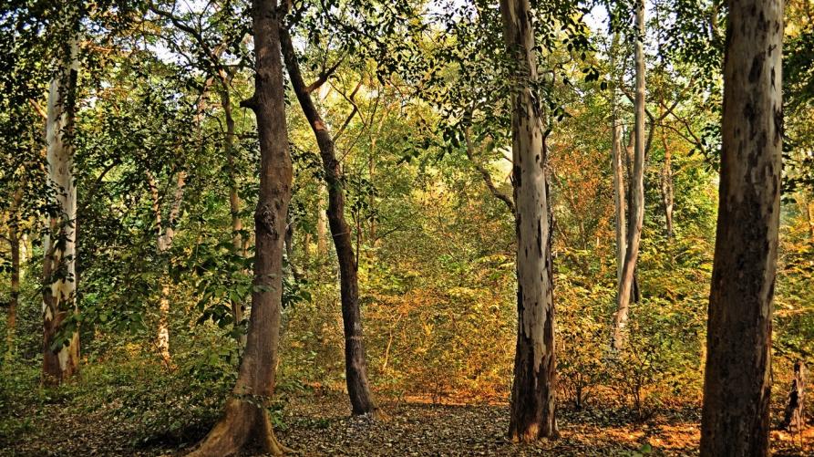 Più risorse per la filiera del legno: oltre 6,6 milioni da Regione Piemonte per gli investimenti forestali