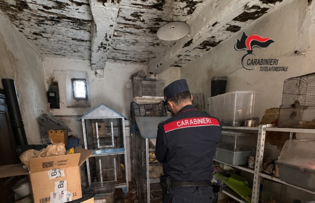 Borgo Ticino, vendeva animali esotici sui social: 27 esemplari stipati in uno scantinato, alcuni malati