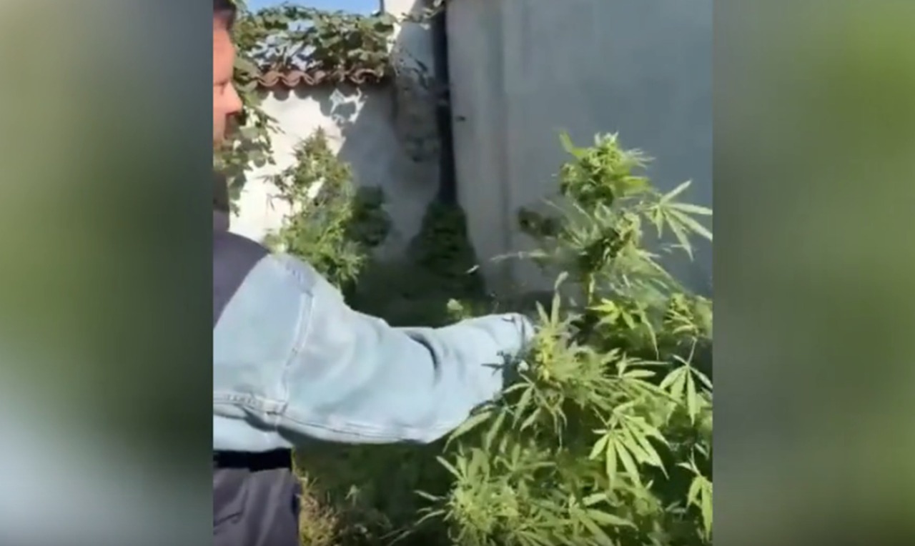 Carpignano Sesia, serra di marijuana in casa: arrestato un 48enne