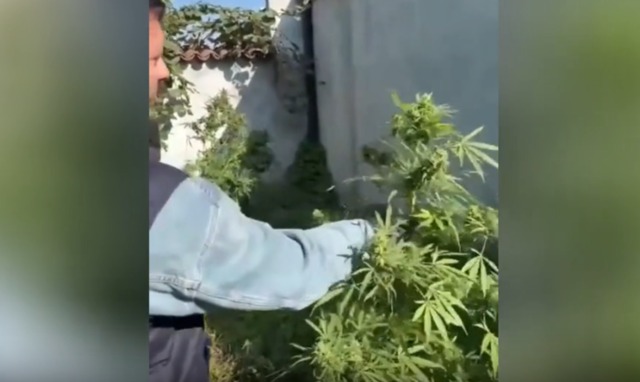 Carpignano Sesia, serra di marijuana in casa: arrestato un 48enne